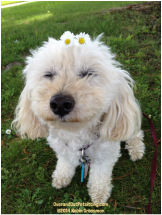 Tiny Toot is a fun little guy, who thinks he looks good with flowers on his head. 