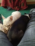 Billie and Gertie find a comfy spot.