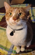 Hercules is a  orange tabby with a white chest and yellow eyes.